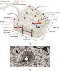 The lacunae are situated between the lamellae, and consist of a number of oblong spaces. File 624 Diagram Of Compact Bone New Jpg Wikimedia Commons