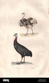 FLIGHTLESS BIRDS: Touyou (Rhea) Casoar (Cassowary). BUFFON, antique print  1837 Stock Photo - Alamy