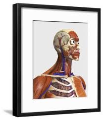 It is really only the scapula which moves from action of the muscles. Side View Showing Human Bones With Muscles And Circulatory System Art Print Stocktrek Images Art Com