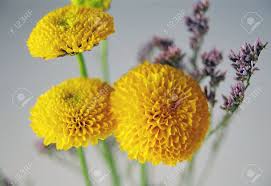 Maybe you would like to learn more about one of these? Yellow Pom Pom Flower Stock Photo Picture And Royalty Free Image Image 792975