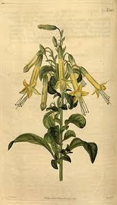 Image result for Grewia pubescens