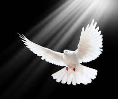Luke 3 22 And The Holy Ghost Descended In A Bodily Shape Like A Dove Upon Him And A Voice Came From Hea Fotos De Palomas Espiritu Santo Frases De Fotografia