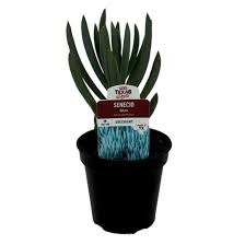 Image result for Senecio hochstetteri