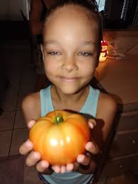 My kids garden is rocking again. Today harvest...yesterday cucumbers n  green beans today tomatoes. Theyre so happy. Tonight for dinner will def  have tomatoes.