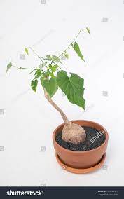 Image result for Ipomoea mauritiana