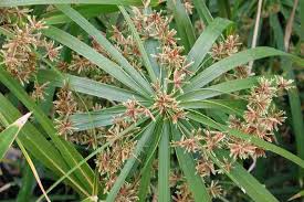 Image result for Cyperus involucratus