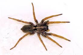 Mild Winter Drought Brings More Brown Recluse Spiders