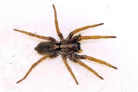 mild winter drought brings more brown recluse spiders