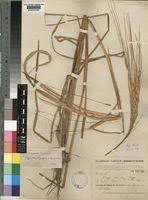 Image result for Oryza barthii