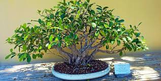 Les bonsaïs sont des arbres très petits dont la culture se fait en pot. Pour Associer Art Et Jardinage Adoptez Un Bonsai Jardin Le Telegramme