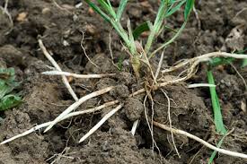 Watch for signs of this vine, and remove it as quickly as possible. Bindweed Rhs Gardening