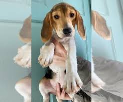 If you are unable to find your beagle puppy in our puppy for sale or dog for sale sections, please consider looking thru thousands of beagle dogs for adoption. Puppyfinder Com Beagle Puppies Puppies For Sale Near Me In Illinois Usa Page 1 Displays 10