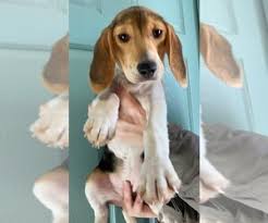 Say hello to these incredibly cute and precious beagle puppies! Puppyfinder Com Beagle Puppies Puppies For Sale Near Me In Illinois Usa Page 1 Displays 10