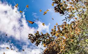 Nuevas fechas para el examen de admisión. This Mexican Forest Turns Orange Every Fall Thanks To The Monarch Butterfly Migration Travel Leisure
