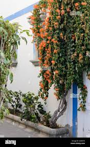 Image result for Tecoma capensis