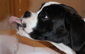 To get an idea of what your dog should weigh, you could simply look it up in a table of ideal pet weights. Dog Water Calculator Dog Drinking Enough Water