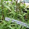 Contextual translation of daun kering into english. 1
