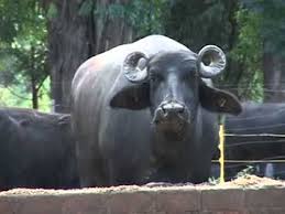 Produção leite de búfala - YouTube