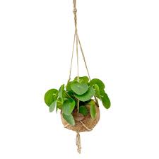 Melicope quadrangularis, auch genannt vierwinkelmelikop oder vierwinkliger peleaist eine art von pflanze in der familie rutaceae.es ist endemisch zum hawaiianische inseln, wo es nur von der insel bekannt ist kauai. Kokodama Pilea Pfannkuchenpflanze Peperomioides Florastore