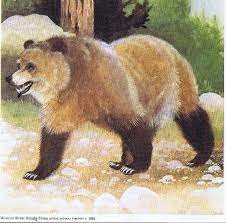 Drupal extinct wild life brown bear sloth tigers mammals lions bears. The Urgency Of Ending Extinction Skyler Breanne
