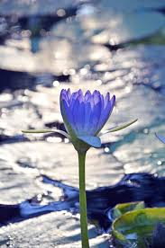 Image result for Nymphaea heudelotii