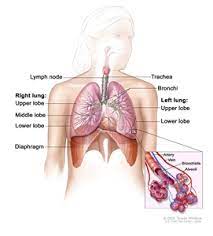 The signs and symptoms of a brain tumor vary greatly and depend on the brain tumor's size, location and rate of growth. Non Small Cell Lung Cancer Treatment Pdq Treatment Patient Information Nci Michigan Medicine
