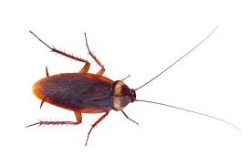 They can still be useful. Pest Control Surface Sprays How Do They Work Pestxpert