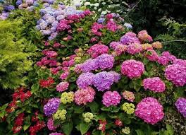Rhododendron Bushes Beautiful Flowers Garden Blue Hydrangea Flowers Flower Garden