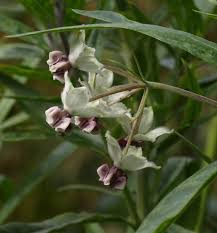 Image result for Gomphocarpus glaucophyllus