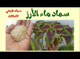 كيفية عمل سماد ماء الأرز لتسميد النباتات المنزليه Youtube Garden Design Plants Garden