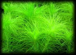 Image result for Eriocaulon setaceum