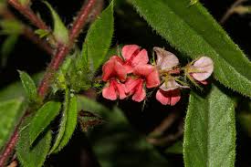 Image result for Indigofera erythrogramma