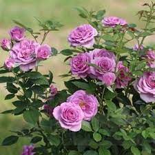 Pin On Roses