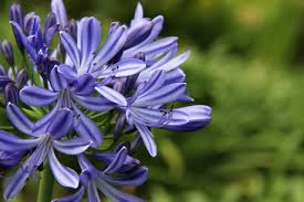 Image result for Agapanthus africanus