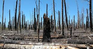 Careless Forest Fire Burnt Trees Aff Forest Careless Fire Trees Burnt Ad Forest Fire Fire Stock Forest