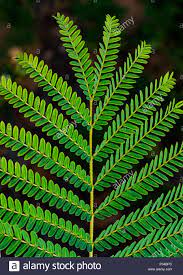 Morfologaa De Las Plantas Fotos E Imagenes De Stock Alamy