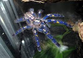 Uus 2021 üks kaunemaid punaseid pojenge! Poecilotheria Metallica Wikipedia