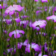 Image result for Agrostemma