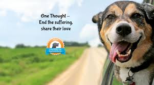 Maybe you would like to learn more about one of these? Paws4thought Animal Rescue Partners With Petco Love And Bobs From Skechers To Celebrate Local Pet Foster Volunteers Lgbtq San Diego County News