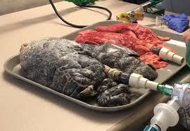 Se pare că o femeie a fost mărul discordiei. Ce Se Intampla Cu Plamanii Tai Atunci Cand Fumezi Un Pachet Pe Zi Video