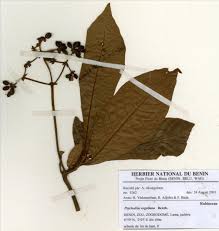 Image result for Psychotria vogeliana