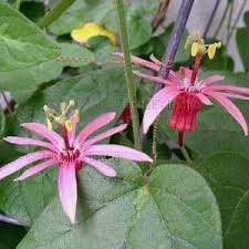 Image result for Clerodendrum fasciculatum