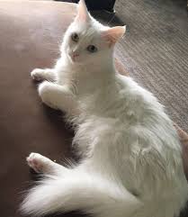 Tail her coat is like a brimble greys snd peach, she is moody. 20 People Who Got A Pedigree Cat And Never Miss The Chance To Take A