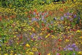If you are wondering how long wildflowers take to grow, expect wildflower seeds to behave very differently from the seeds of cultivated plants though. Bulk Wildflower Seed Mixes Annual And Perennial