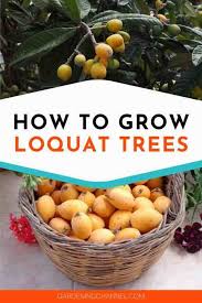 Loquats are tasty when peeled and eaten fresh, or you can freeze the whole fruit for later use. How To Grow Loquat Trees Gardening Channel