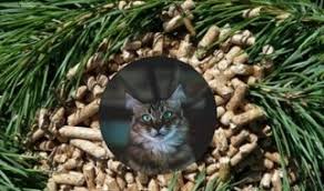 Vancat Kedi Kumu Yorum Inceleme Suzionline