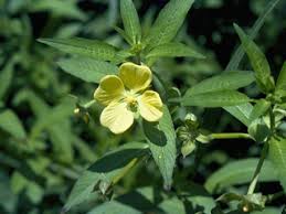 Image result for Ludwigia octovalvis