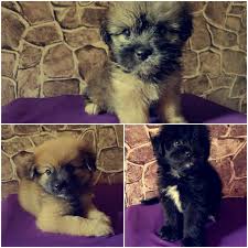 3 beautiful pomeranian puppies for sale! Shiranian Puppies Available Jamaica Classified