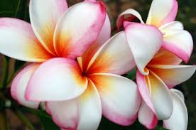 We do not have any available now. Photography Tips Plumeria Care