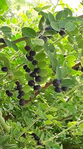 Image result for Phyllanthus reticulatus